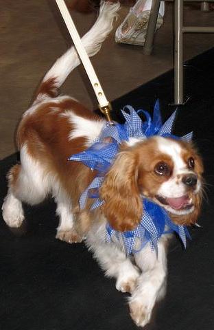 Cavalier King Charles Spaniel